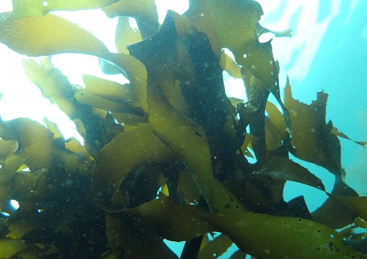 Tara JAMBIO ブルーカーボンプロジェクト