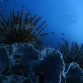 海洋保護区：海を守るためのダイナミックなアプローチへ